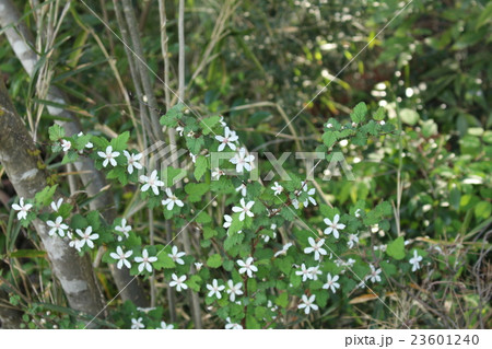 もみじいちご 23601240