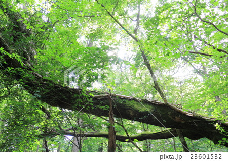 原生林の森 23601532
