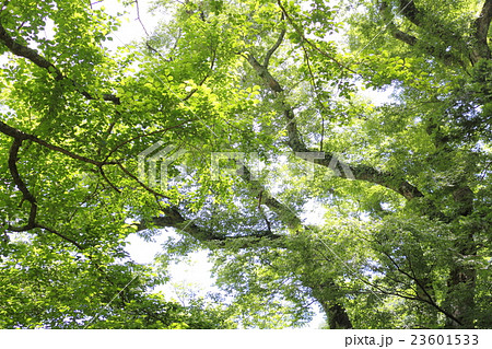 原生林の森 23601533
