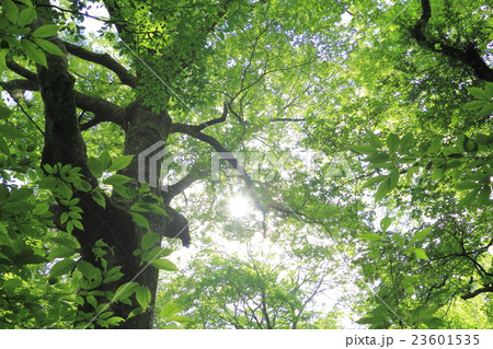 原生林の森 23601535