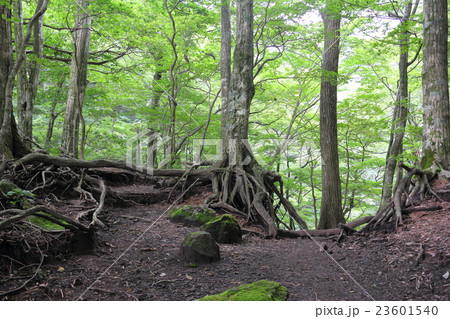 コナラ林 23601540