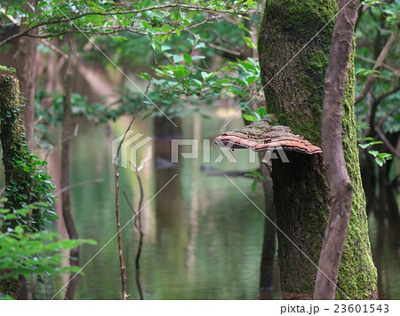 幻の池 幻の池 23601543