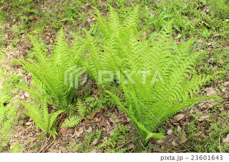 草蘇鉄 草蘇鉄 23601643