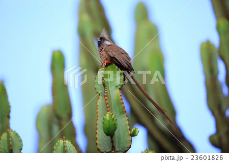 チャイロネズミドリ 23601826