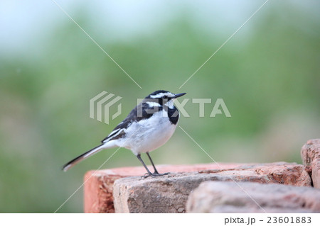 ハジロハクセキレイ  23601883