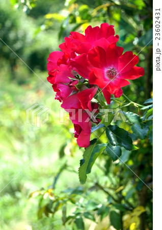 赤い一重咲きの薔薇 レッドジョナサン フロリバンダ の写真素材