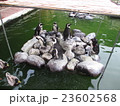 ペンギンの群れ 23602568