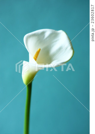 カラー　白い花 23602817