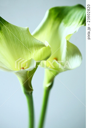 カラー 黄緑色の花の写真素材 2360