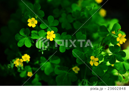 野草 小さなカタバミの花 野草 小さなカタバミの花 23602848