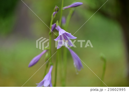 ギボウシ 23602995