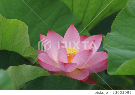 蓮の花 23603093