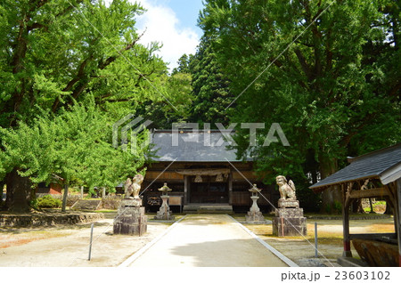 イチョウの巨木（蒜山　福田神社） 23603102