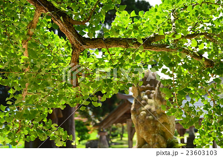 イチョウの巨木（蒜山　福田神社） 23603103