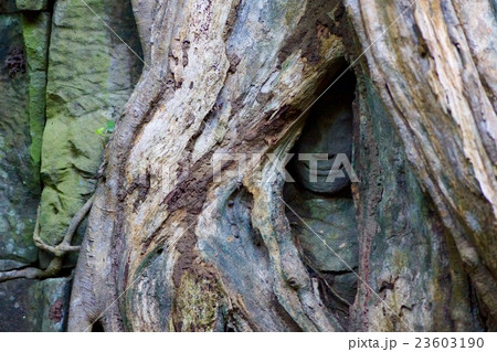 カンボジア　タプローム 23603190