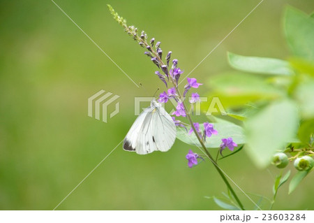 紫色の花にモンシロチョウ 紫色の花にモンシロチョウ 23603284