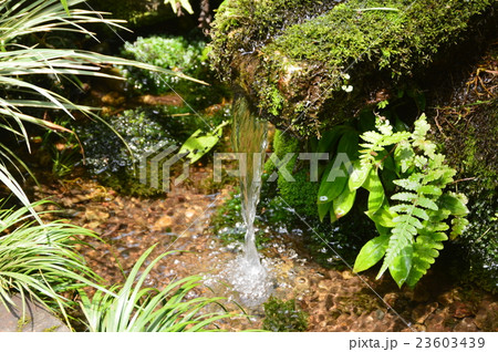 湧水(武蔵国分寺/東京都国分寺市西元町1-13-16) 湧水(武蔵国分寺/東京都国分寺市西元町1-13-16) 23603439