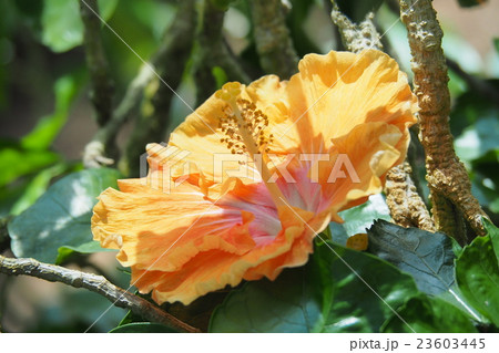 南国のハイビスカス 23603445