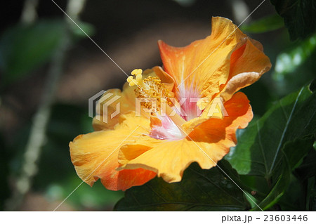 南国のハイビスカス 23603446