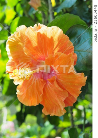 南国のハイビスカス 23603448
