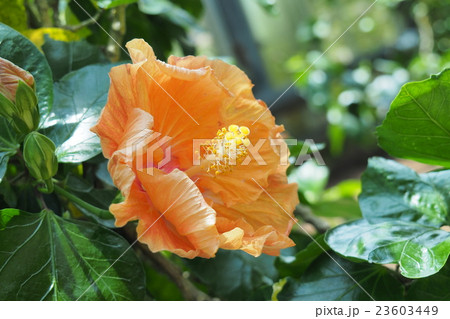 南国のハイビスカス 23603449