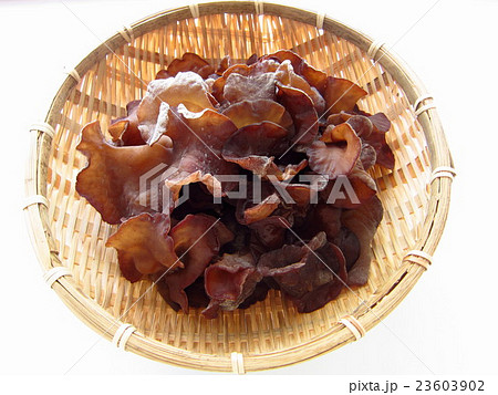 生きくらげ 生きくらげ 23603902