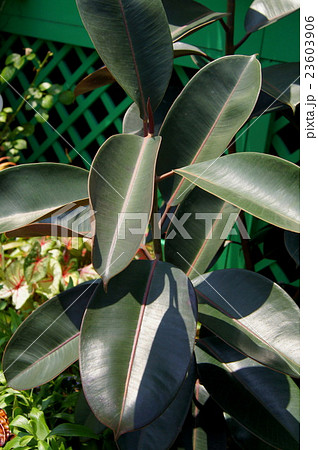 珍しい地植えのゴムの木 観葉植物 の写真素材