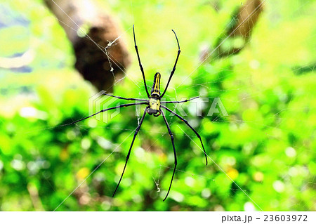 クモ 蜘蛛 スパイダーの写真素材 [23603972] PIXTA