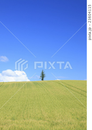 北海道　上富良野町　大麦畑と一本の木 23604115