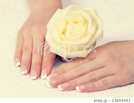 female hands with french manicure female hands with french manicure 23604401