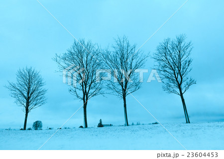 Snowy field wit trees, blue colored 23604453