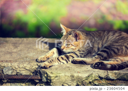 Young cat lying on concrete surface 23604504