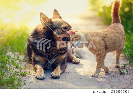 Red Cat rubs head against dog in the yard Red Cat rubs head against dog in the yard 23604505