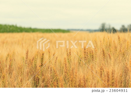 北海道十勝　麦畑の風景 23604931