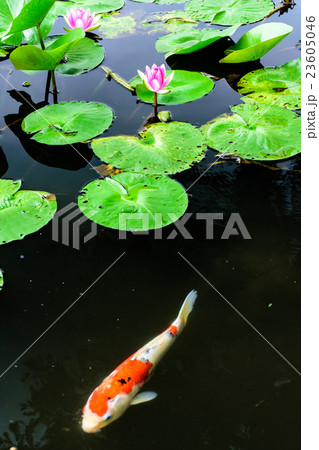 蓮と鯉の写真素材 [23605046] - PIXTA