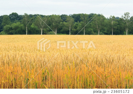 北海道十勝 小麦畑と白樺林 北海道十勝 小麦畑と白樺林 23605172