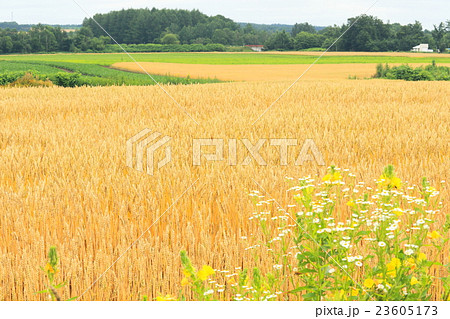 北海道十勝　小麦畑と花 23605173