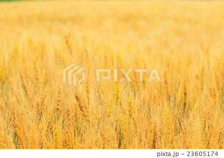 北海道十勝　黄金色の麦のアップ 23605174