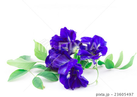 Butterfly Pea isolated Butterfly Pea isolated 23605497