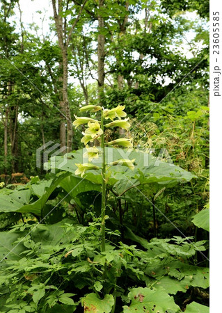 山の奥に咲くオオウバユリ。 山の奥に咲くオオウバユリ。 23605585