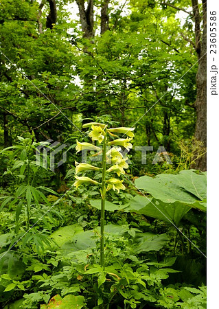 山の奥に咲くオオウバユリ。 山の奥に咲くオオウバユリ。 23605586
