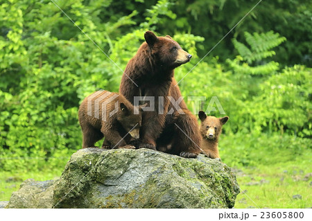 アメリカグマの親子 アメリカグマの親子 23605800