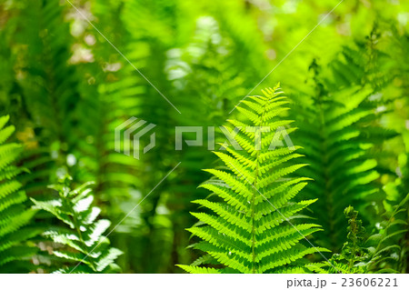 ヤマドリゼンマイ (1) 23606221