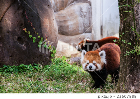 The red panda or lesser panda The red panda or lesser panda 23607888