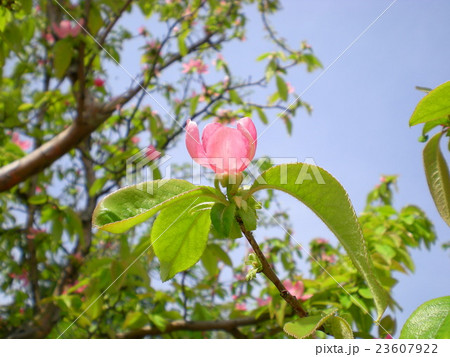 かりんの花 かりんの花 23607922