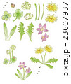 公園の草花と昆虫 公園の草花と昆虫 23607937