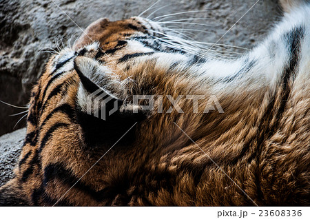 Tiger sleeping Tiger sleeping 23608336