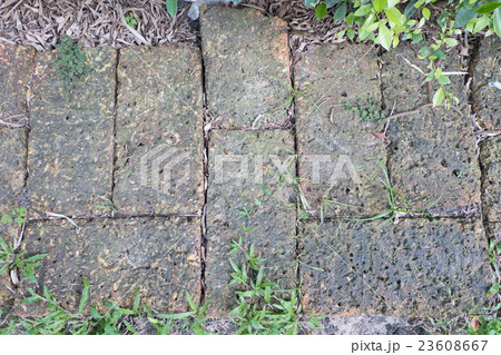 plants growing between concrete pavement 23608667