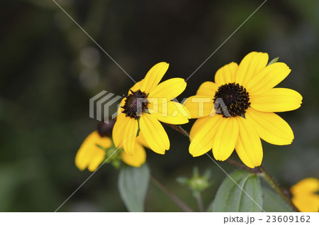 ルドベキア・タカオ 23609162