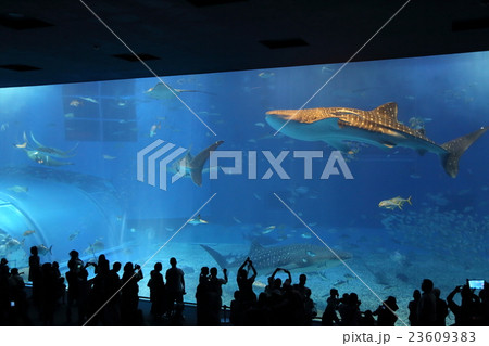美ら海水族館 23609383